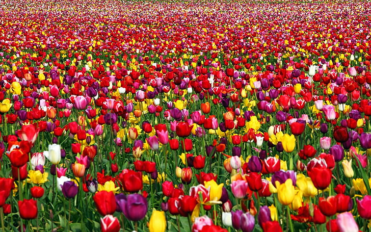 Amazing Carpet Of Tulips, nature, fields, tulips, flowers, nature and landscapes, HD wallpaper