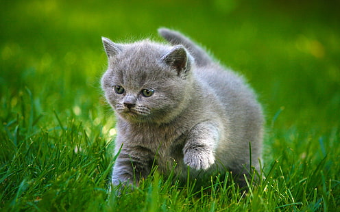 animali, bambino, gatto, gatti, carino, grasso, soffice, erba, grigio, gattino, gattini, Sfondo HD HD wallpaper