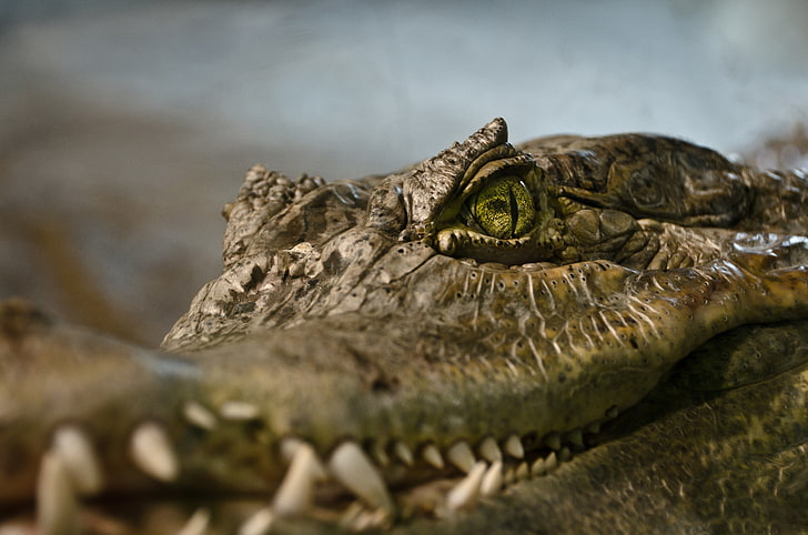 animals, reptiles, closeup, crocodiles, Vancouver, HD wallpaper