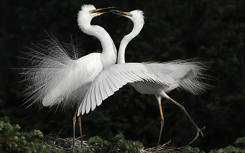 White birds, cranes dance, White, Birds, Cranes, Dance, HD wallpaper HD wallpaper