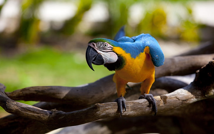 yellow, blue, and green scarlet macaw, parrot, color, beak, wings, branch, bird, HD wallpaper