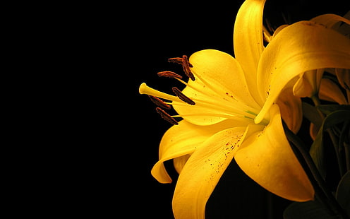 ดอกลิลลี่สีเหลือง HD, ดอกลิลลี่สีเหลือง, ดอกไม้, ดอกไม้, สีเหลือง, ลิลลี่, วอลล์เปเปอร์ HD HD wallpaper