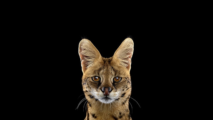 félin brun et noir, photographie, mammifères, chat, fond simple, serval, Fond d'écran HD