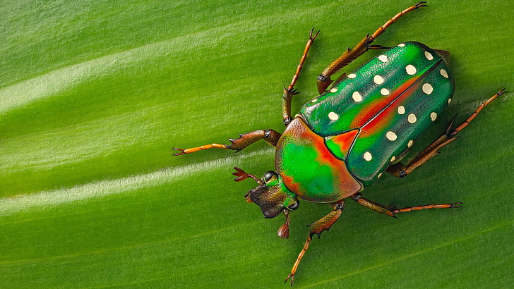макро, зеленый, фон, лист, жук, насекомое, крапчатый, HD обои