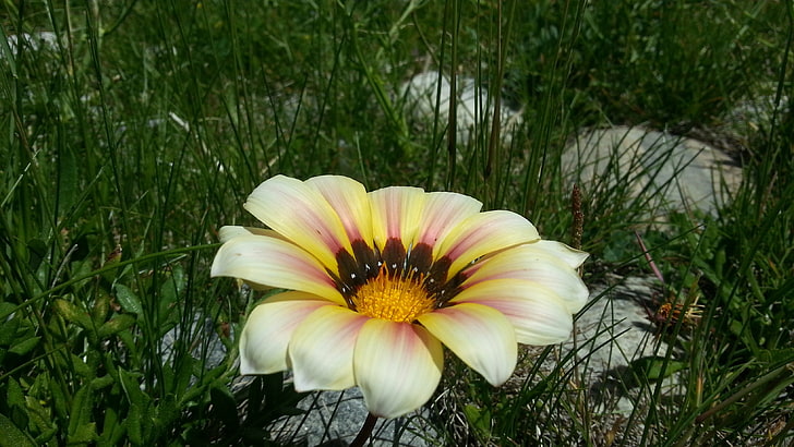 การตกแต่งดอกไม้สีชมพูและสีขาวดอกไม้พืช, วอลล์เปเปอร์ HD