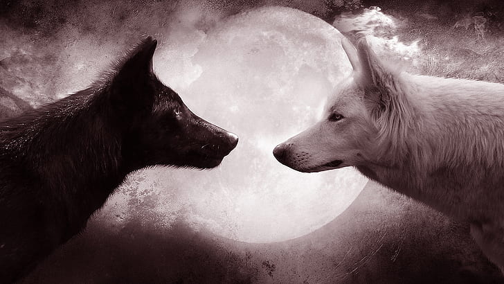 wolf, wolves, full moon, moon, black wolf, white wolf, animals, fantasy art, HD wallpaper