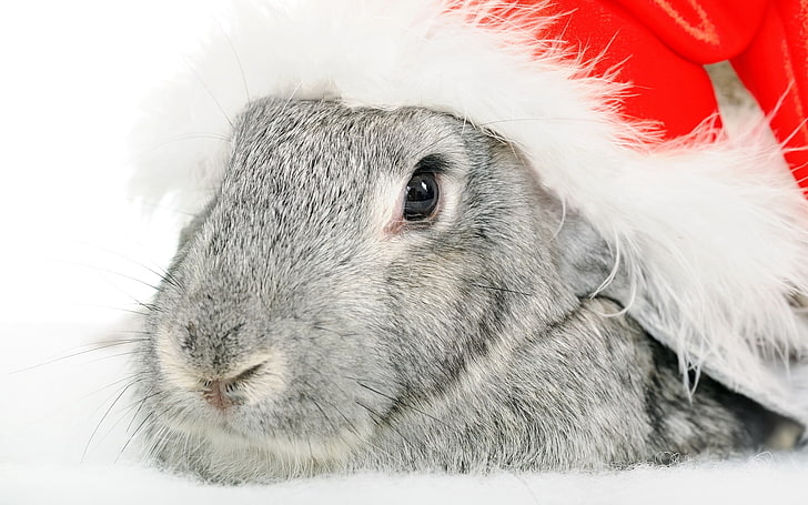 серый кролик, кролик, шапка деда мороза, праздник, морда, глаза, нос, HD обои