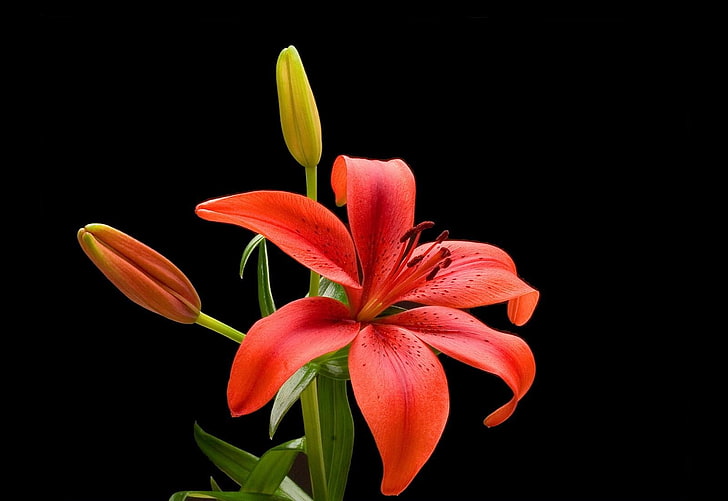 rote Lilien, Lilie, Blume, Knospen, Staubgefässe, schwarzer Hintergrund, Kontrast, HD-Hintergrundbild