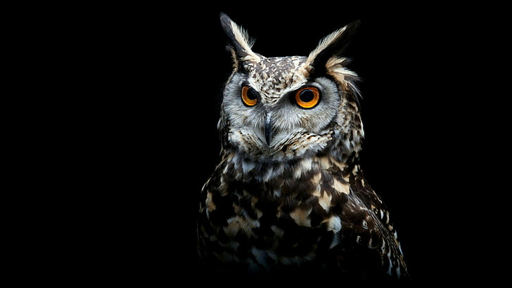 owl, bird of prey, eurasian eagle-owl, bird, fauna, wildlife, HD wallpaper