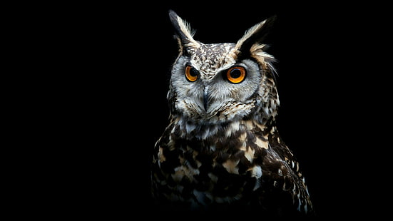 owl, bird of prey, eurasian eagle-owl, bird, fauna, wildlife, HD wallpaper HD wallpaper