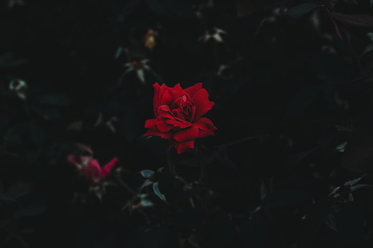Landscape, dark background, red flowers, HD wallpaper | Wallpaperbetter
