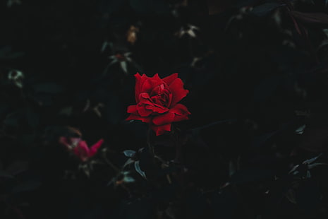 وردة حمراء زهرة ، منظر طبيعي ، زهور حمراء ، خلفية داكنة، خلفية HD HD wallpaper