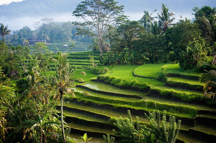 природа пейзаж фотография сутрин слънчева светлина ориз неолющени палми храсти хълмове зелени Бали Индонезия терасирано поле, HD тапет