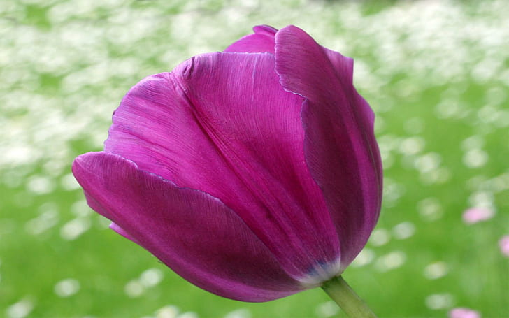 Purple Tulip Against Meadow, dark pink, meadow, single, tulip, nature and landscapes, HD wallpaper