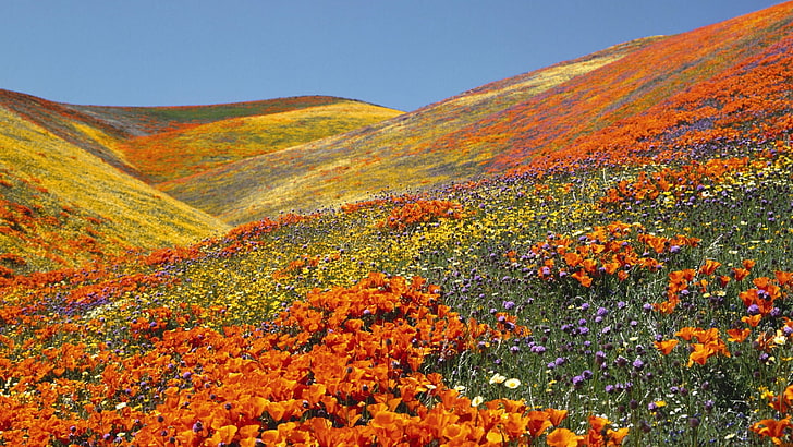 bed of orange petaled flowers, flowers, slope, valley, ravine, beauty, nature, HD wallpaper