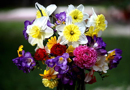 centrotavola di fiori bianchi, gialli, viola, rosa e rossi, narcisi, rose, fresia, bouquet, fiori, Sfondo HD HD wallpaper