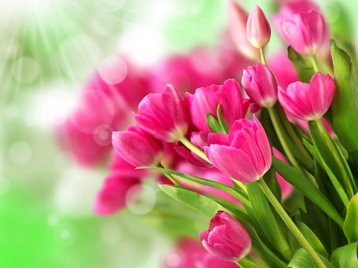 ดอกไม้สีชมพู, ช่อดอกทิวลิป, สีชมพู, ดอกไม้, ช่อดอกไม้, ดอกทิวลิป, วอลล์เปเปอร์ HD
