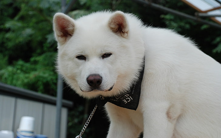 white Akita puppy, akita inu, dog, puppy, fluffy, bandana, HD wallpaper