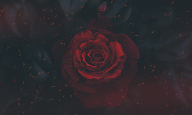 rote Rosentapete, Rose, Natur, digitale Kunst, Grafik, rote, rote Blumen, HD-Hintergrundbild