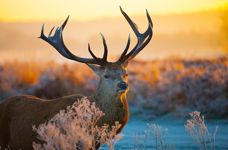 4k deer HD wallpapers free download | Wallpaperbetter