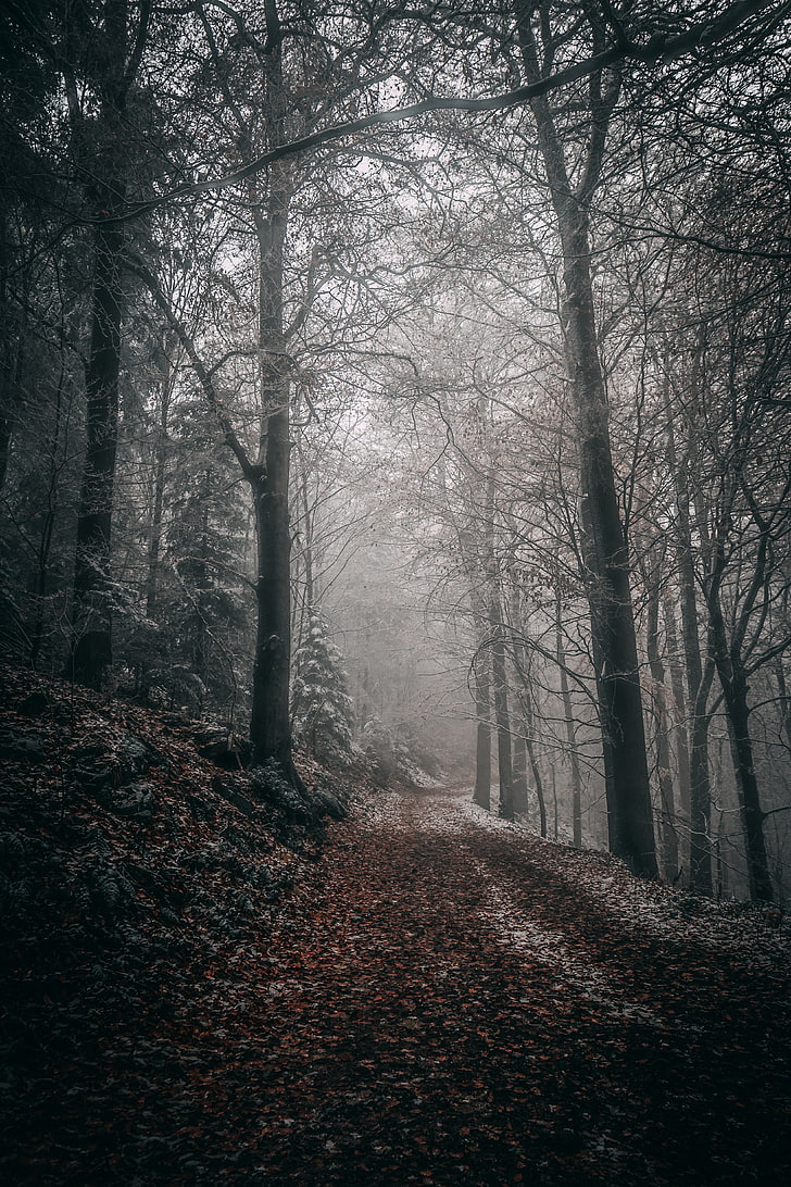 Tapeta z nagimi drzewami, las, jesień, mgła, liście, ścieżka, drzewa, Tapety HD, tapety na telefon