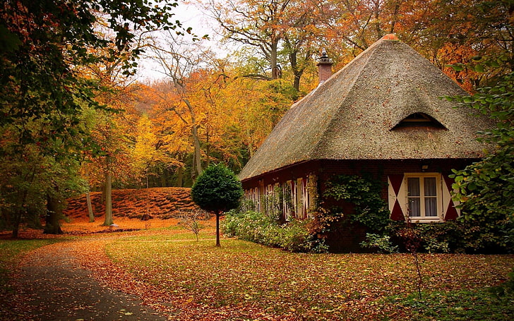 brown wooden house, cabins, forest, autumn, house, landscape, HD wallpaper