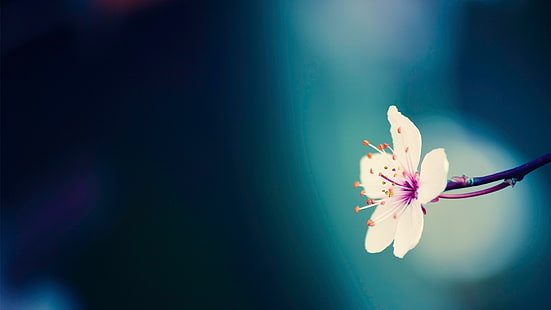 fleur pétalée blanche et violette, fleurs, macro, plantes, Fond d'écran HD HD wallpaper