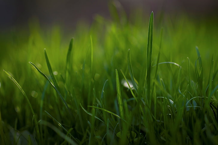 поле травы, природа, трава, макро, HD обои