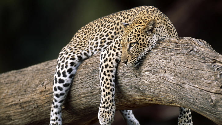 Leopard Rest HD, животни, леопард, почивка, HD тапет