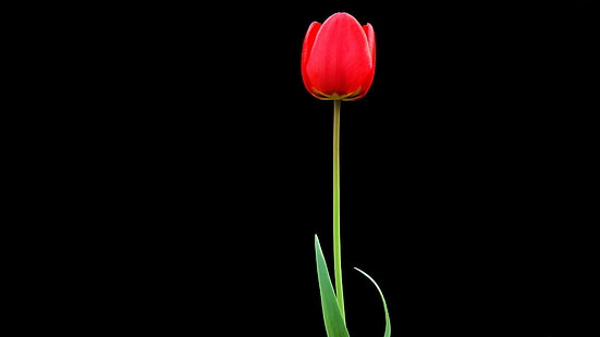 красный тюльпан цветок, тюльпан, красный, цветок, один, чёрный фон, HD обои HD wallpaper
