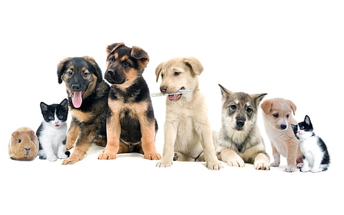 5匹の犬、2匹の子猫、茶色のモルモット、写真、猫、子猫、犬、動物、モルモット、ビーグル、 HDデスクトップの壁紙 HD wallpaper