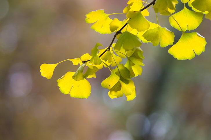 yellow flowers, flowers, nature, macro, colorful, leaves, HD wallpaper