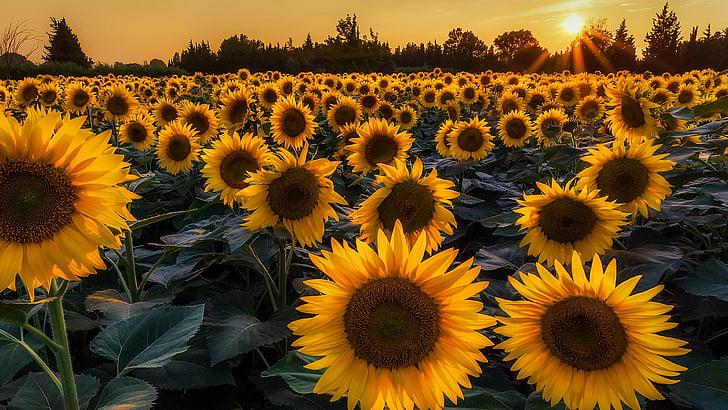 sunflower, sunflower field, yellow flowers, sunflowers, blossom, flower, summer, field, plant, flowering plant, HD wallpaper