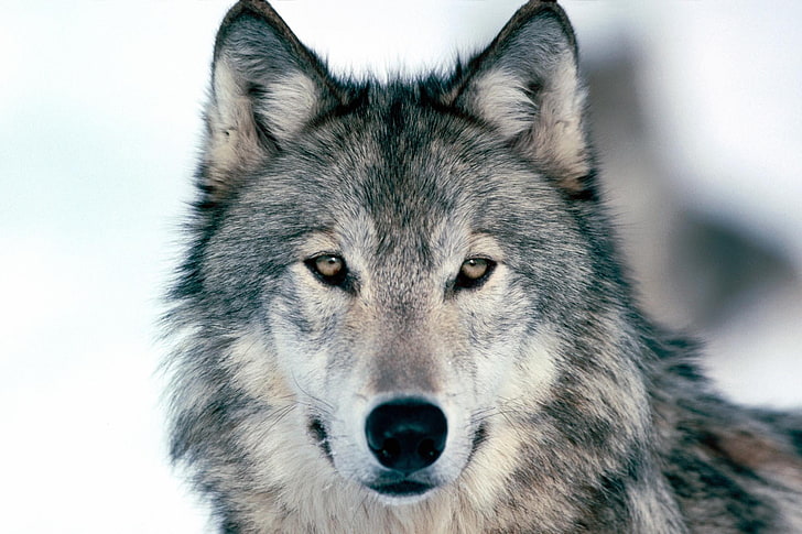 grauer und brauner Siberian Husky, Augen, Blick, Gesicht, Grau, Wolf, HD-Hintergrundbild