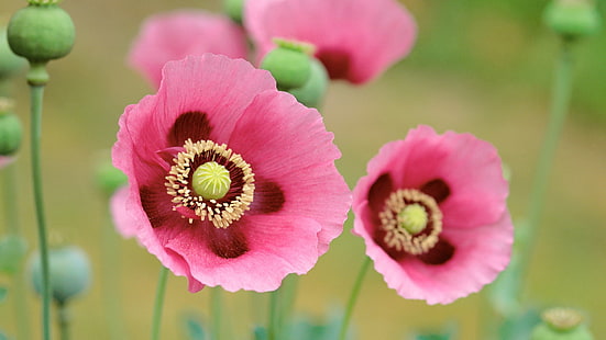 zwei rosa Blüten, Blumen, Mohn, rosa Blüten, HD-Hintergrundbild HD wallpaper
