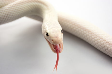 cobra branca, albino, cobra, língua, boca, HD papel de parede HD wallpaper