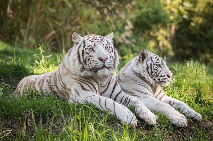 two white tigers, grass, cats, stay, pair, white tiger, HD wallpaper