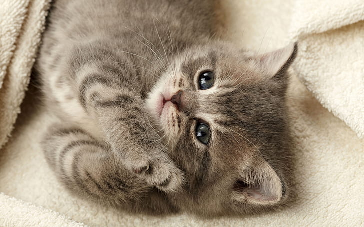 Simpatico gattino grigio, sonno, viso, occhi, gattino di pelliccia grigio e nero, carino, grigio, gattino, sonno, viso, occhi, Sfondo HD