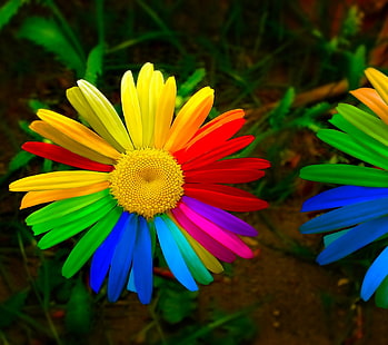 natura, fiori colorati, Sfondo HD HD wallpaper