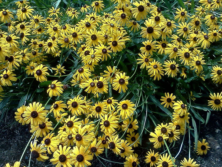 Black-eyes Susans, nice, bright, sunny, happy, nature and landscapes, HD wallpaper