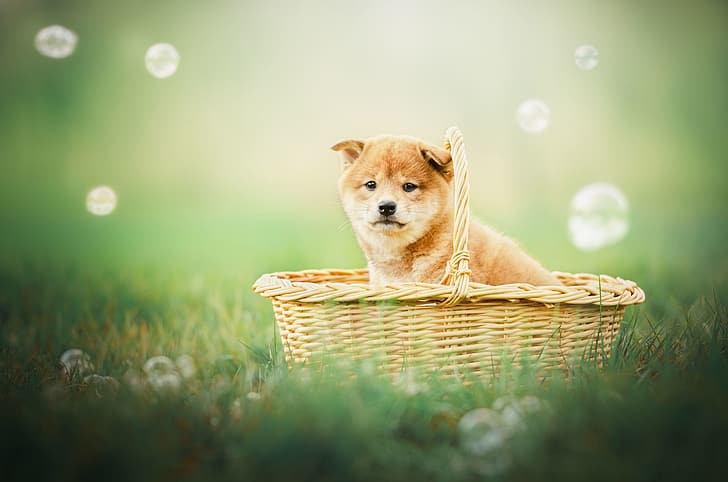 background, basket, dog, bubbles, puppy, Shiba inu, HD wallpaper