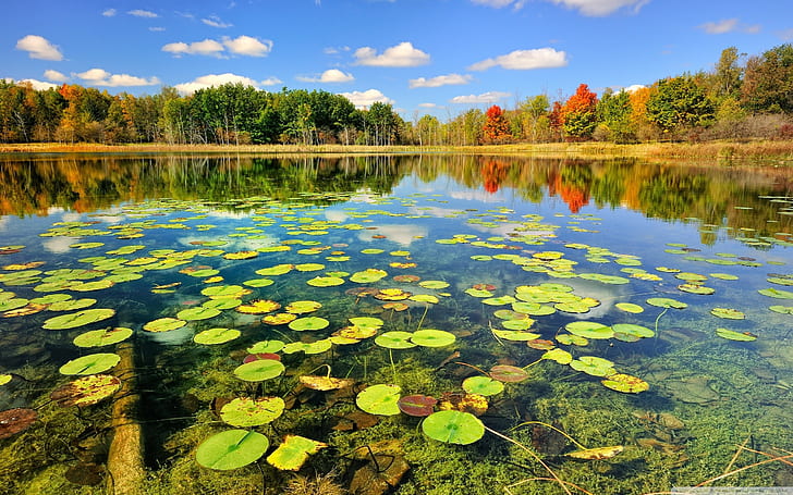 Lilypads Pond Trees Reflection HD, nature, trees, reflection, pond, lilypads, HD wallpaper