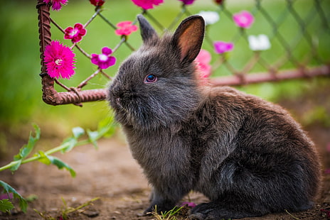 검은 토끼, 토끼, 솜털, 꽃, HD 배경 화면 HD wallpaper