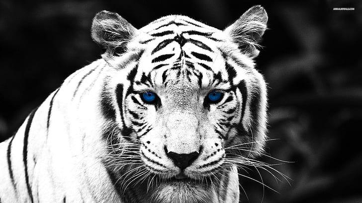 ブルーアイドタイガー、トラ、ホワイトタイガー、大きな猫、自然、野生動物、動物、 HDデスクトップの壁紙