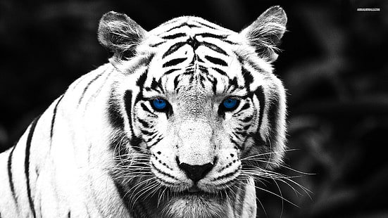 Тигър със сини очи, тигър, бял тигър, големи котки, природа, дива природа, животни, HD тапет HD wallpaper