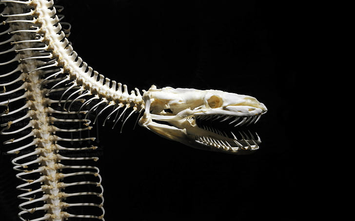 Snake Skeleton Black Bones Skull HD, animals, black, skull, snake, skeleton, bones, HD wallpaper