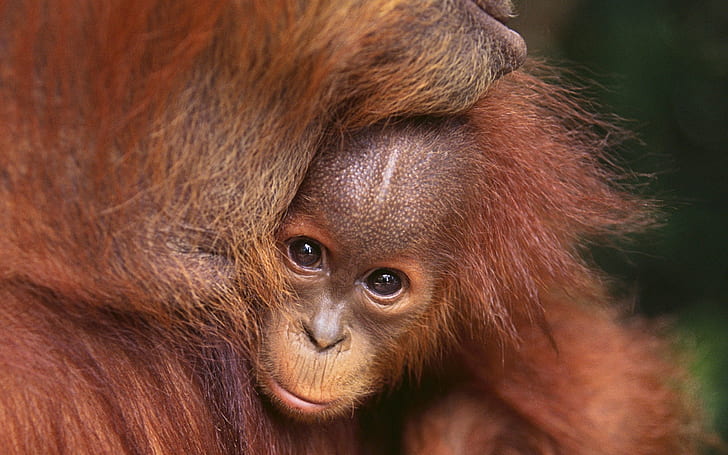zwierzęta, ssaki, orangutany, Tapety HD
