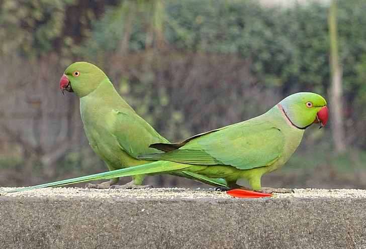 bird, delhi, fauna, green, india, parakeet, parrot, psittacula krameri, ring necked parakeet, rose ringed parakeet, tropical, HD wallpaper