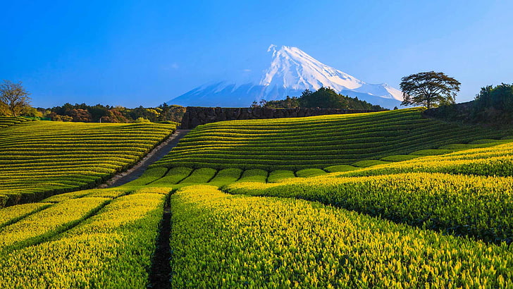 snow, mountain, Japan, Fuji, tea plantation, HD wallpaper