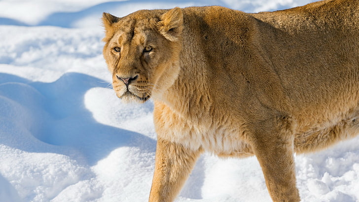 lioness in winter time, HD wallpaper